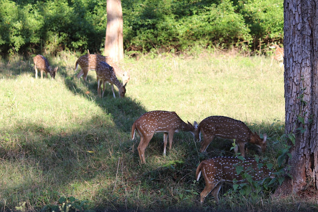 Kerala, travel, Wayand Diaries, Wayanad, Mysore, Sulthan Bathery, Bandipur Tiger Reserve, Himavad Gopalaswamy Betta, Gopala Swamy Betta, Nanjangudu Kerala, travel, Wayand Diaries, Wayanad, Mysore, Sulthan Bathery, Bandipur Tiger Reserve, Himavad Gopalaswamy Betta, Gopala Swamy Betta, Nanjangudu