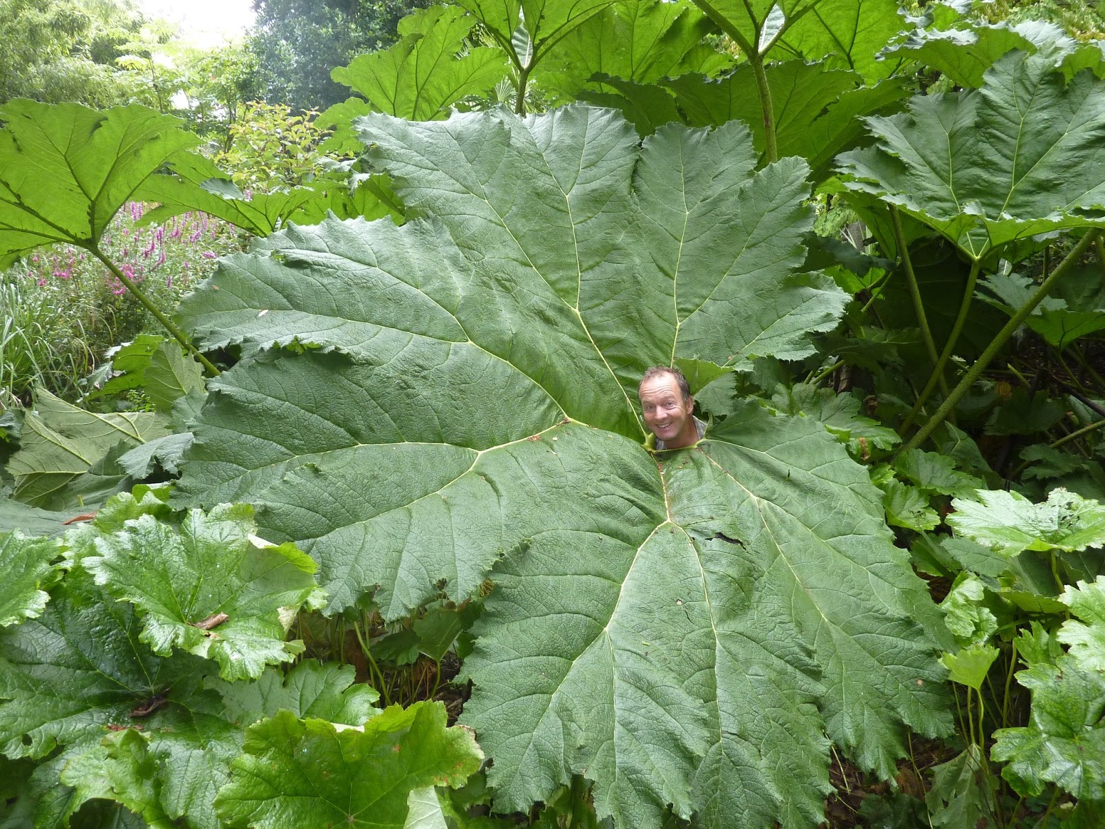 HOW TO GROW GUNNERA MANICATA The Garden Of Eaden