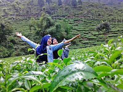 Rute Dan Lokasi Kebun Teh Jamus Ngawi