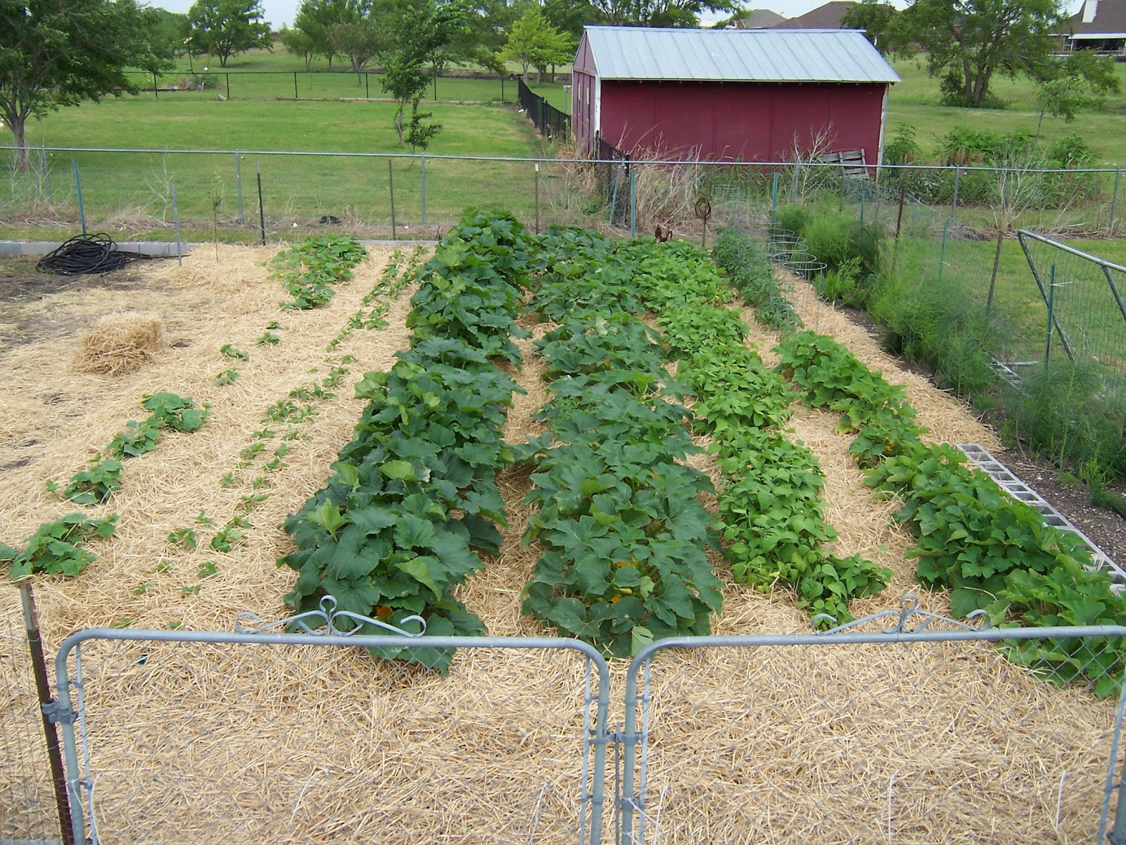 I Grow Vegetables: How to Use Mulch in the Garden