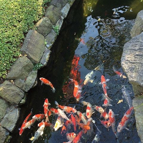 Skema dan Bentuk Kolam Koi Berdasarkan Lokasi Minimalis