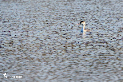 Somormujo lavanco (Podiceps cristatus) flotando sobre el embalse de Valmayor Somormujo lavanco (Podiceps cristatus) flotando sobre el embalse de Valmayor