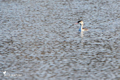 Somormujo lavanco (Podiceps cristatus) flotando sobre el embalse de Valmayor