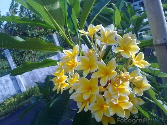 Kamboja Kuning Kamboja Kuning