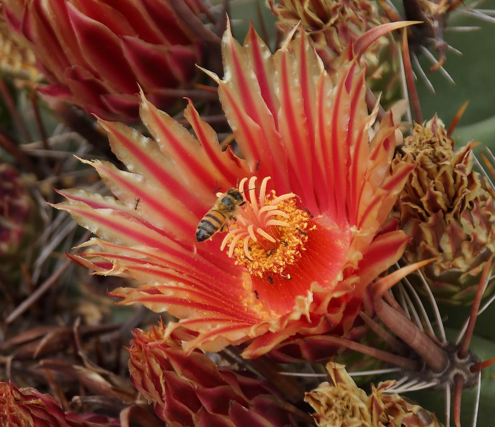 Four Things About The Phoenix Desert Botanical Garden