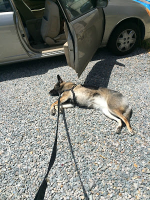 German Shepherd Dog lying on the ground refusing to get into the car