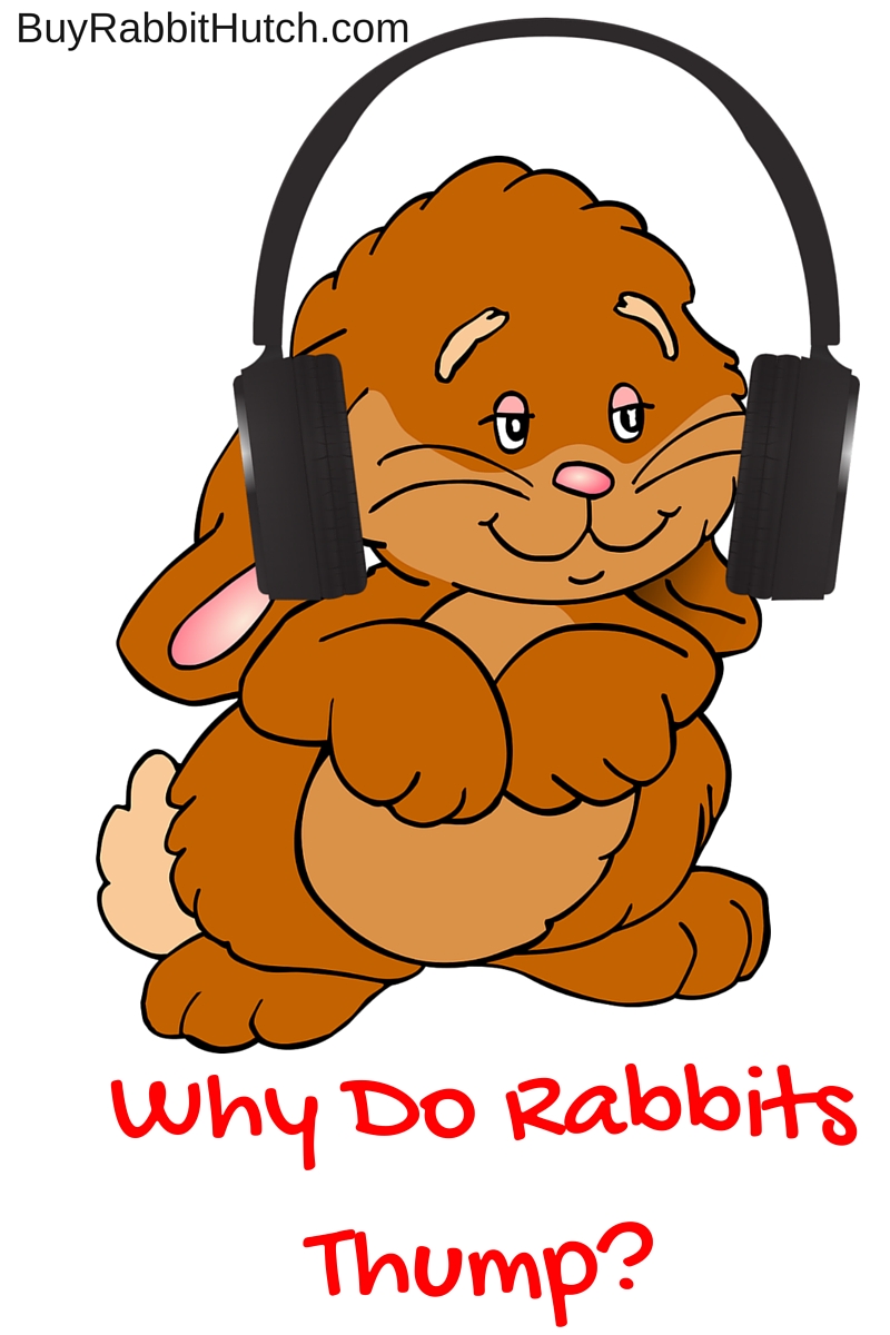 Blog Why Do Rabbits Thump?