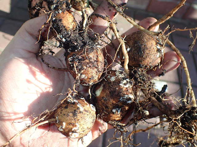 Apios tuberosa "Nutty"