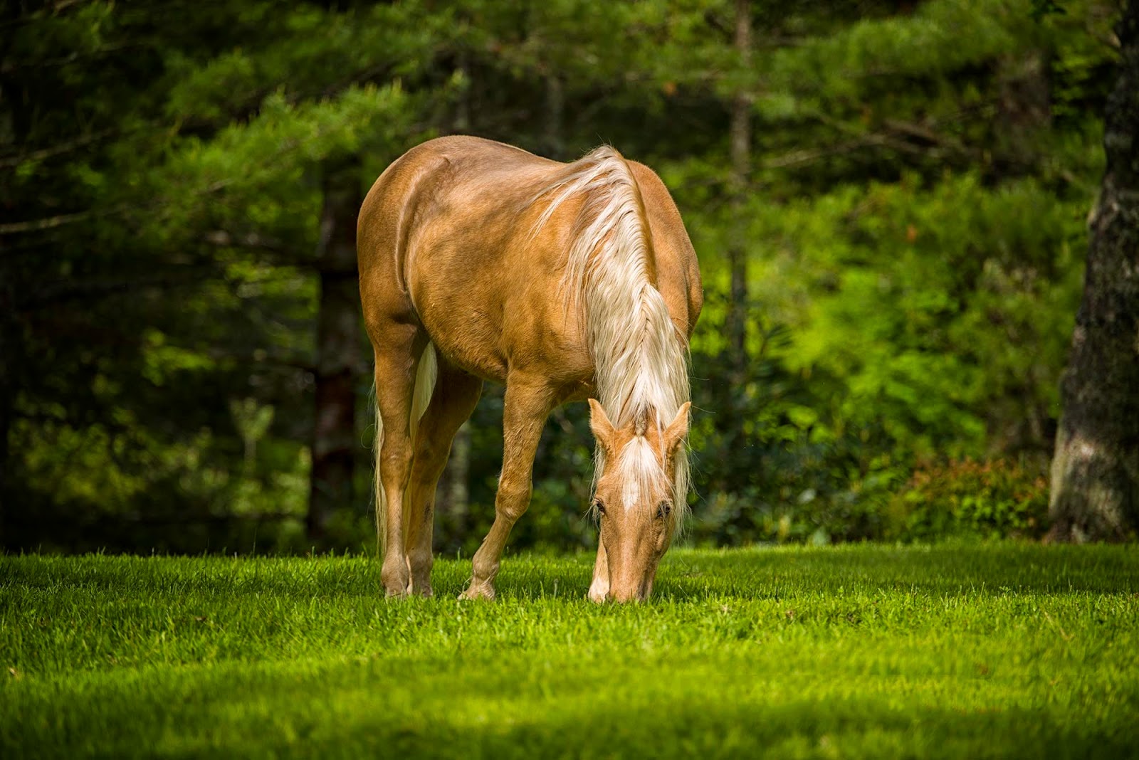 Banco de Imágenes Gratis: 28 fotos de caballos en paisajes fascinantes