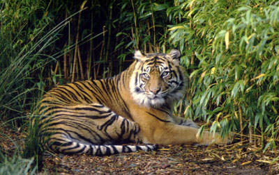gambar harimau sumatera - gambar harimau - gambar harimau sumatera