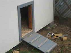 chicken door coop building texas backyard dallas parents