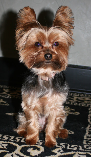 miniature yorkshire terrier bad