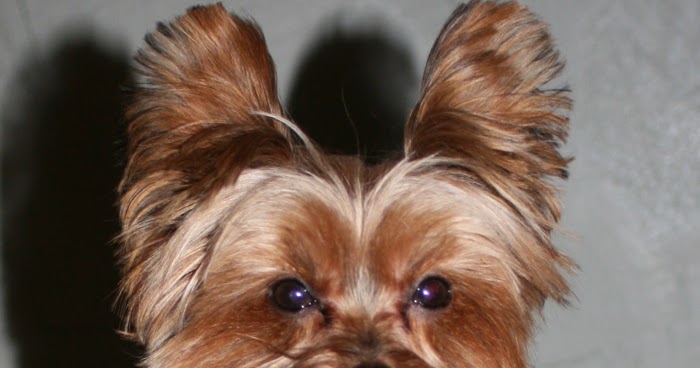 Bad Haircuts For Yorkies Short Hairstyle 2013