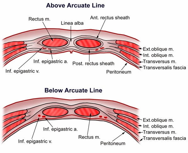 Anterior Abdominal Wall Anatomy Mnemonics