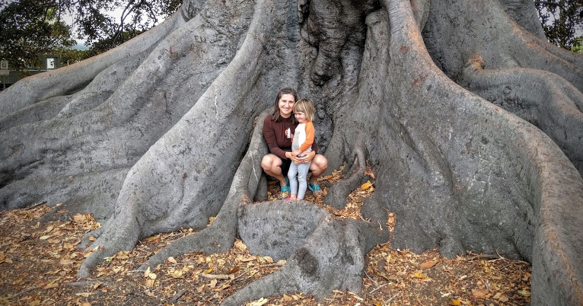 Giant Fig Tree Largest in North America
