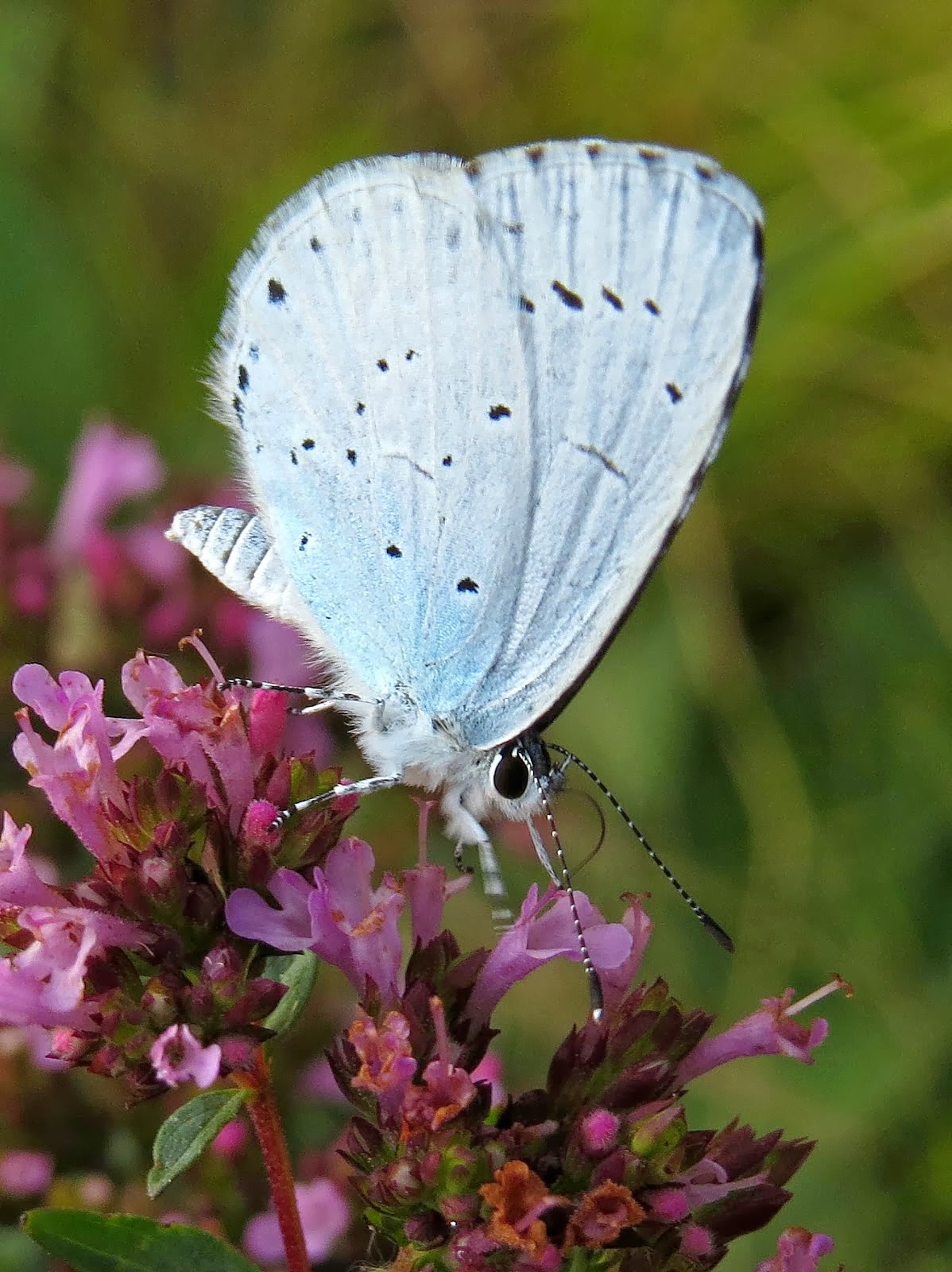 Holly Blue Butterfly