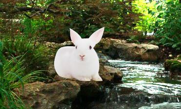 WowEscape Rain Forest Rabbit Escape