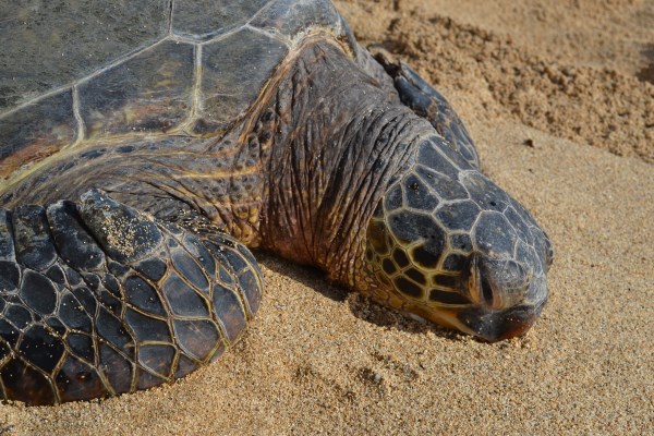 Family Travel Blog How To Find Sea Turtles In Oahu Hawaii We Sat On The Beach About 20 Feet Away From This Mive Sea Creature Admiring Its Beauty Then Waded In Ocean To Discover Many More Turtles