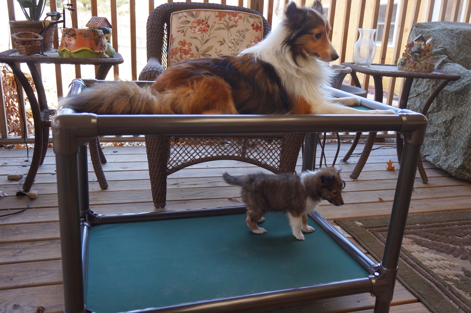 Love Kuranda Dog Beds