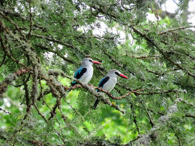 A pair of woodland kingfishers in Lake Mburo national park in Uganda