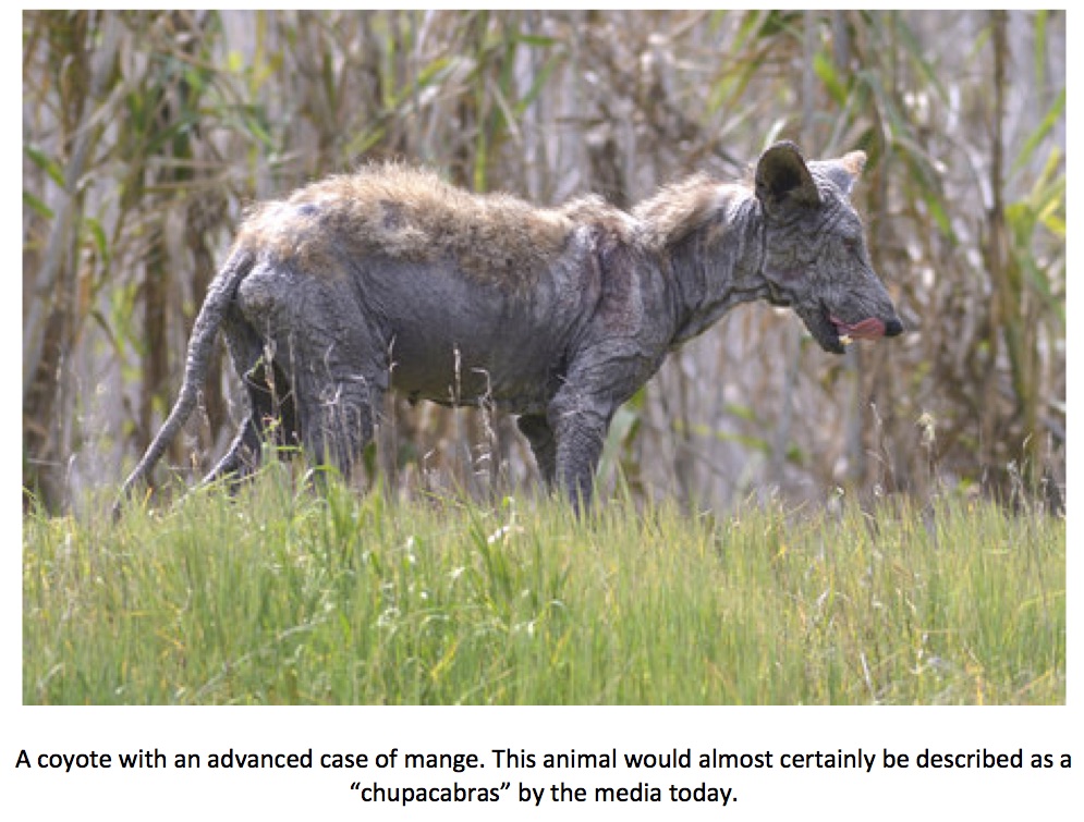 Mexican Hairless Dog Chupacabra