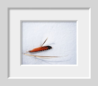 A single orange feather rests on a blanket of sparkling snow.