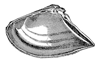 seashell sealife ocean illustration clipart download