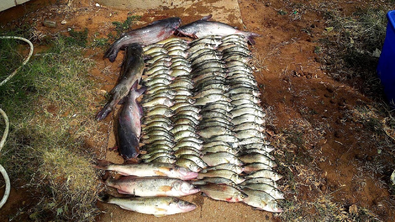 Kaw Lake Fishing Report Fish Choices