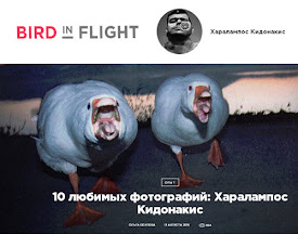 dirtyharrry in birdinflight