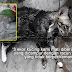 'Kau Bunuh 3 Ekor Kucing Aku Dengan Racun!'