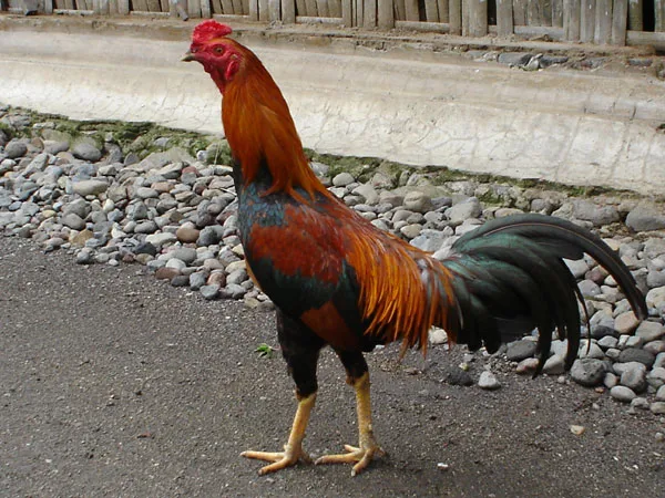 Ayam Kampung Kuning
