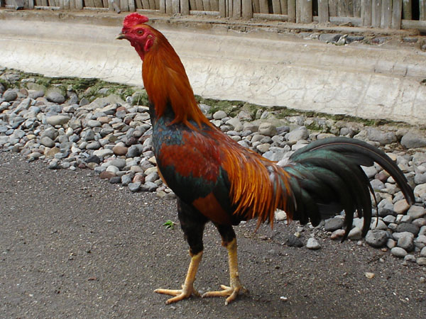All About Unggas Jenis Ayam  Kampung  Berdasarkan Warna