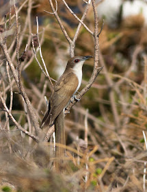 Black-billed Cuckoo - Bayhead, North Uist