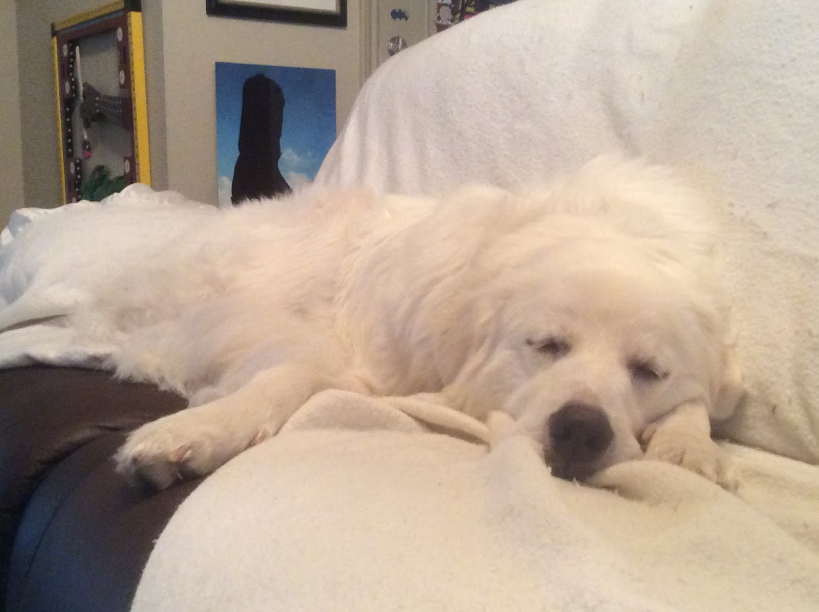 HOMEMADE PET TREATS AND RECIPES BACON DOG BONES, HOMEMADE BACON DOG BONES