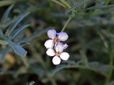 Flores color lila del pendejo (Alissum spinosuum)