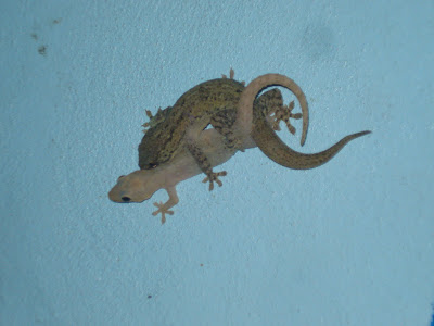 Geckos Nicaragua