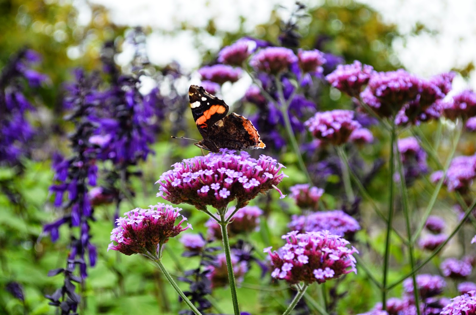 Kelli's Northern Ireland Garden Late Summer Flowers