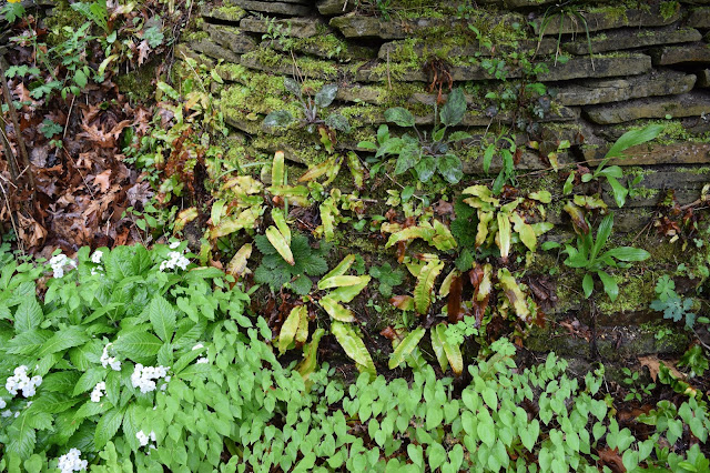 Prairiebreak: A botanist's garden