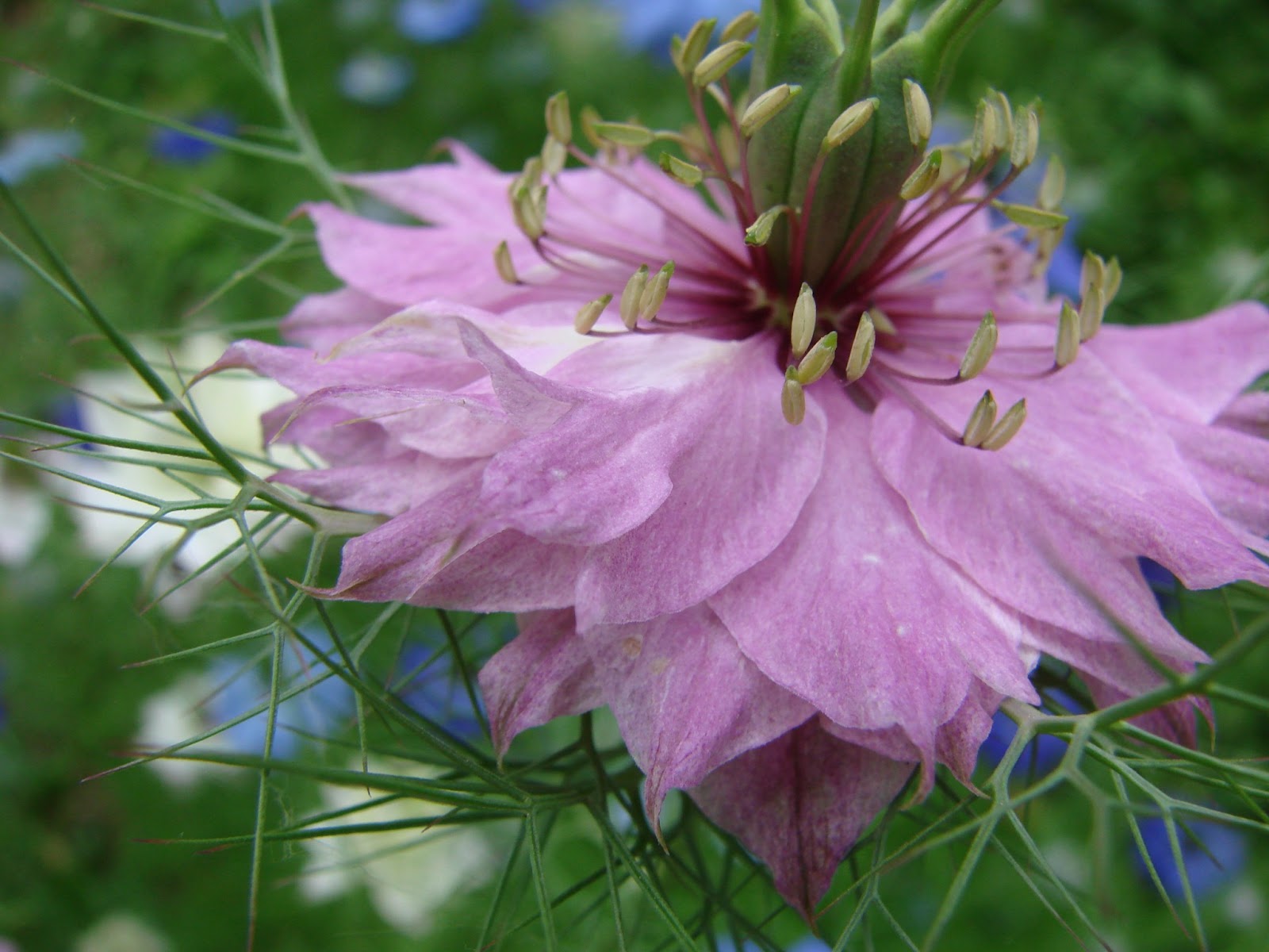 Au jardin d'Aurore: La nigelle de damas