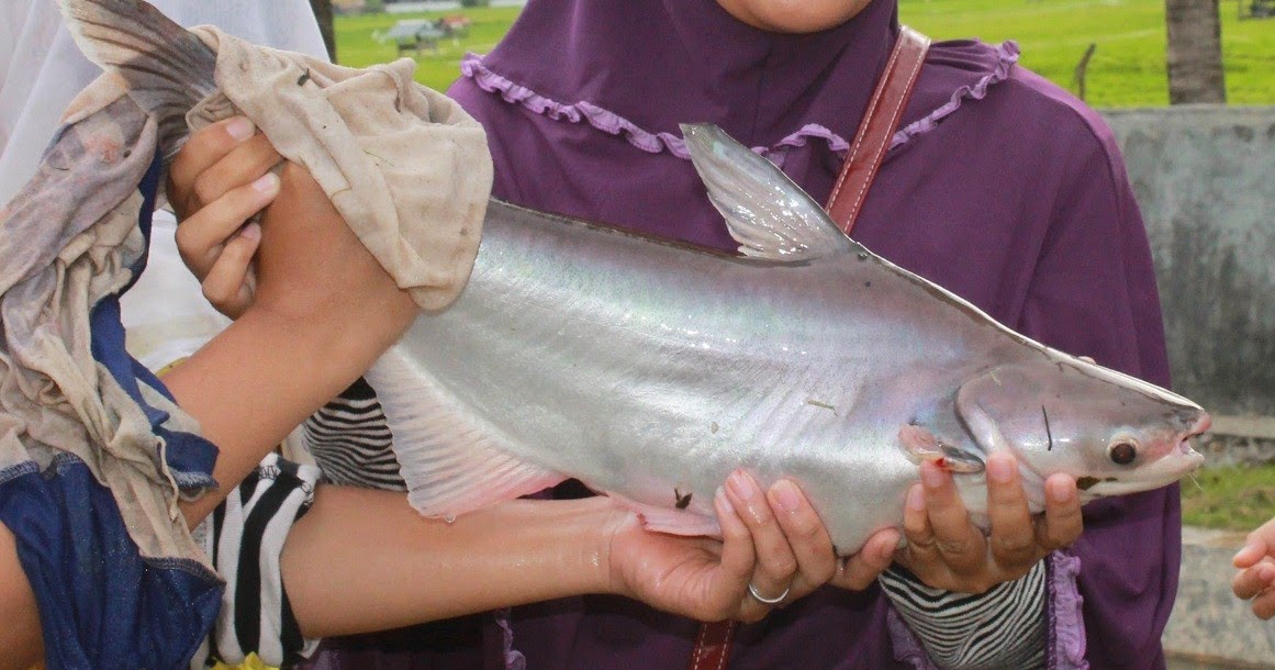 Makalah Tentang Budidaya Ikan Konsumsi Sainsz Makalah Tentang Budidaya Ikan Konsumsi Sainsz