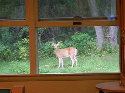 A Mom's Quest to Teach: Trips: Washington Crossing State Park Trip - There are so many great things to see at Washington State Park! #roadtrips #history #naturecenter #homeschool Deer outside Nature Center