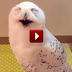 This is the most hilarious owl you've ever seen in your life!