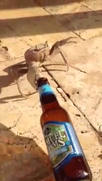 Krabbe zieht Bier hinter sich her 