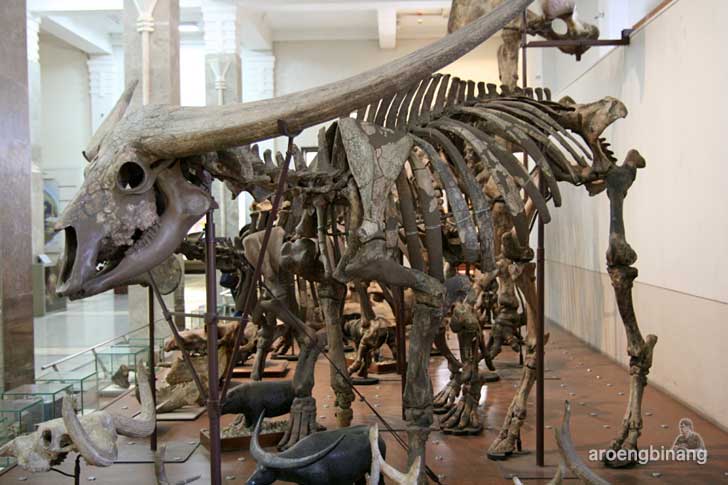 museum geologi bandung