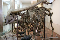 museum geologi bandung