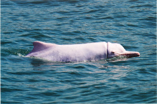 Roze dolfijn
