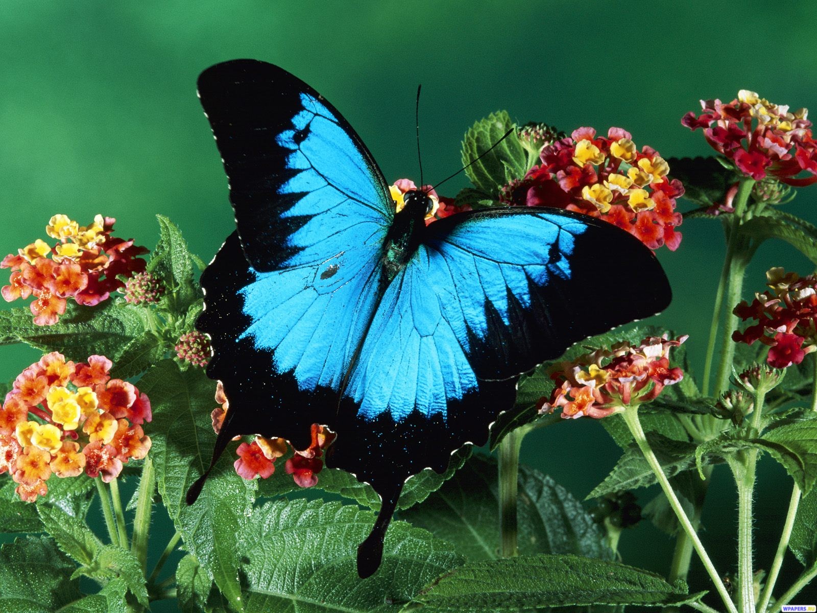 Light Blue and Black Butterfly Alighted On The Flower Computer Screen