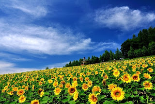 Ladang Bunga Marigold Ladang Bunga Marigold