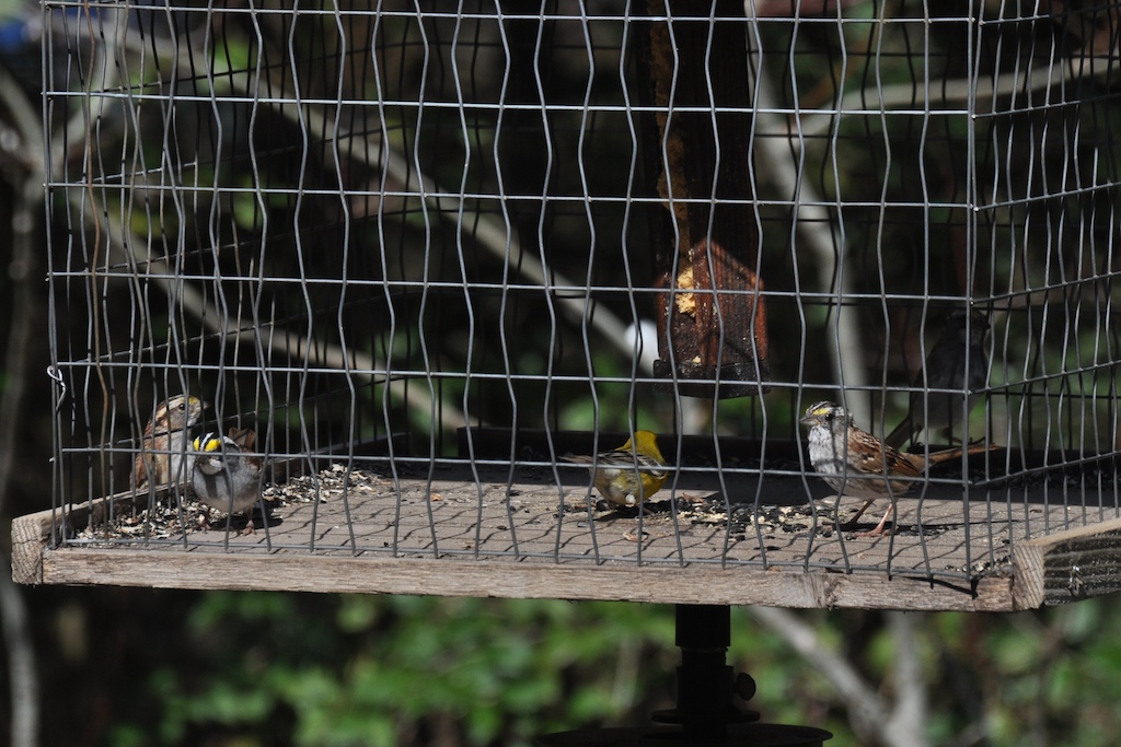 My Tern Grackleproof Cage Feeder