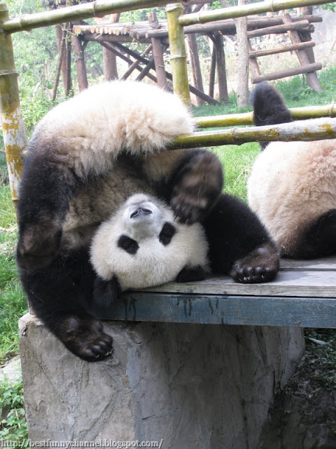 panda bears pictures 32